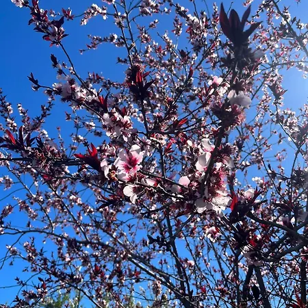 Zulia Suites, Masca, Teide, Gigantes, Excursions, Ac, Wifi-5 * Santiago del Teide