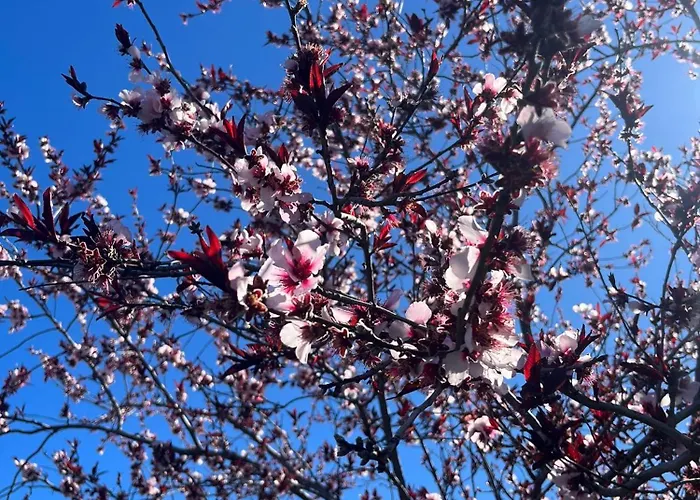 Zulia Suites, Masca, Teide, Gigantes, Excursions, Ac, Wifi-5 * Santiago del Teide